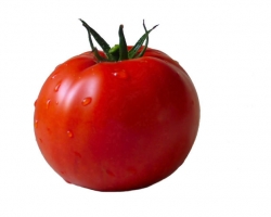 Salsa tomato